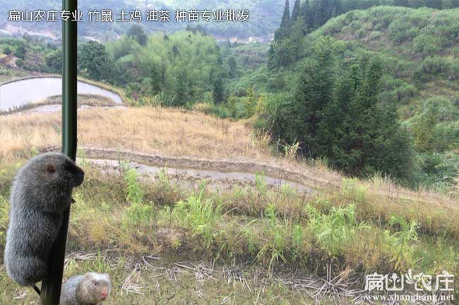 衡陽(yáng)竹鼠養殖