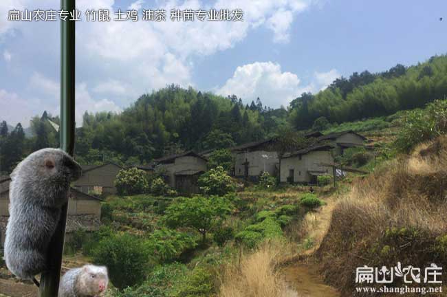 城關(guān)竹鼠養殖