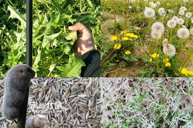 竹鼠鼻液原因及解決辦法？