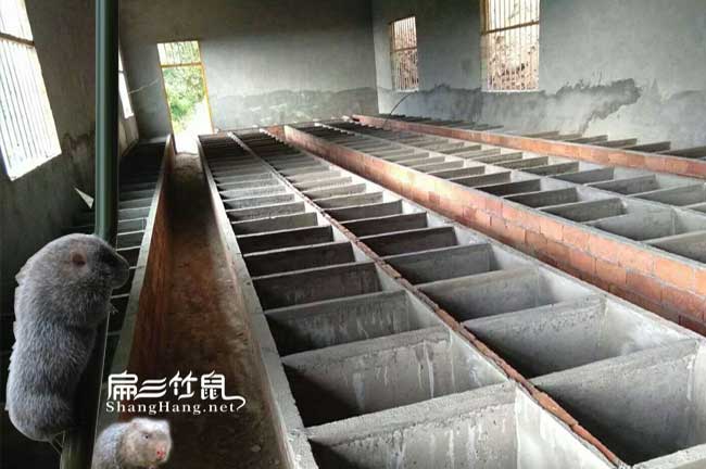 竹鼠應該如何預防腸胃炎