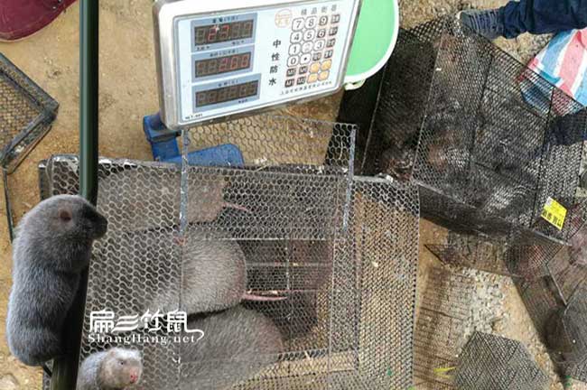惠州竹鼠銷(xiāo)路