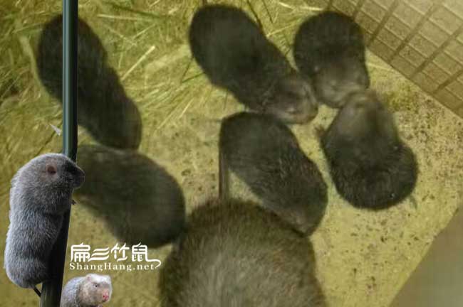廣西大型竹鼠養殖場(chǎng)