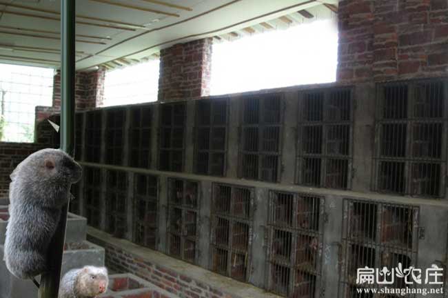 惠州竹鼠養殖基地
