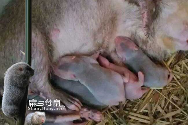 竹鼠養殖技術(shù)白牙的幾種治療方法