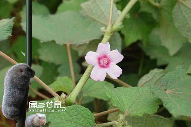 福州蜜蜂養殖技術(shù)