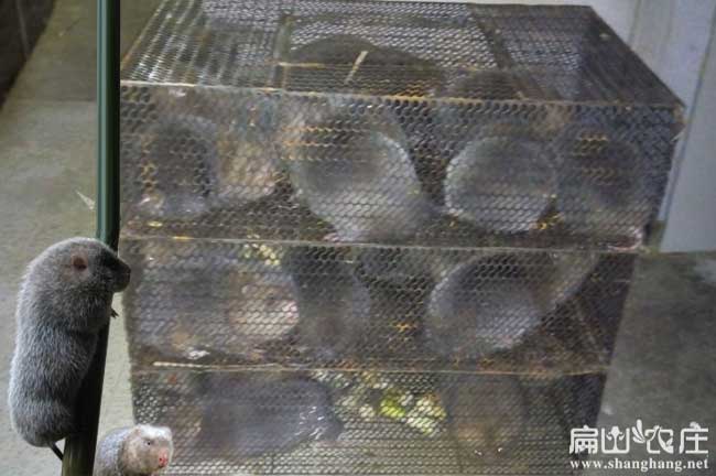 竹鼠銷(xiāo)路