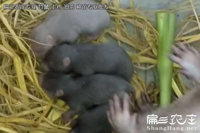 銀星c紅頰竹鼠育種問(wèn)題