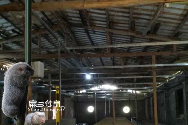 昭通竹鼠養殖合作社
