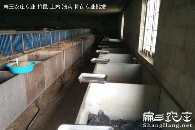 竹鼠為什么會(huì )產(chǎn)生胃腸炎