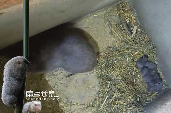 清遠銀星竹鼠養殖場(chǎng)