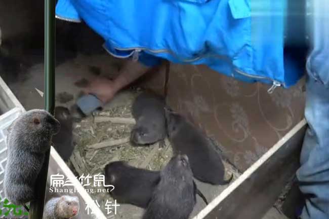 龍游竹鼠養殖基地