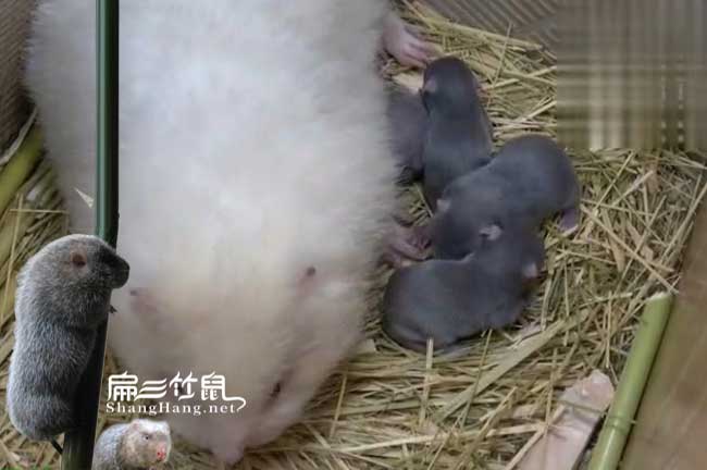 衢江白竹鼠養殖技術(shù)