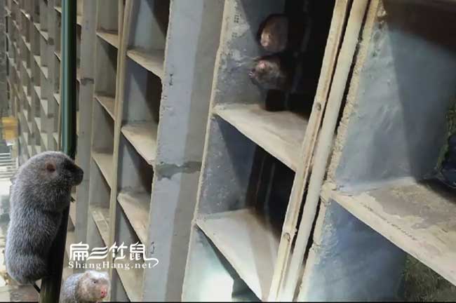 廣東竹鼠養殖池