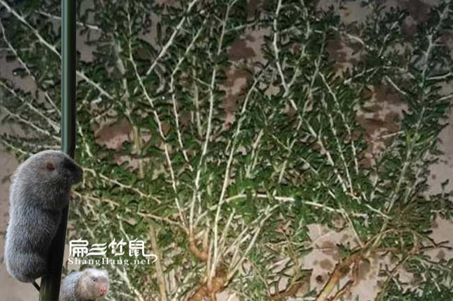天臺竹鼠養殖中藥