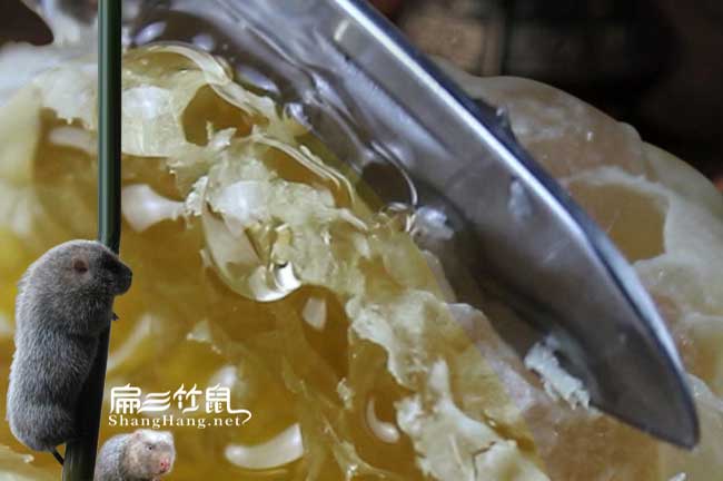 廣西蜂群批發(fā)