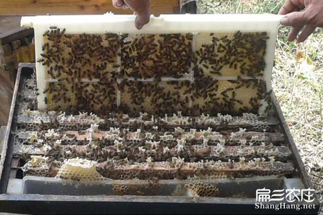 贛州蜂群批發(fā)