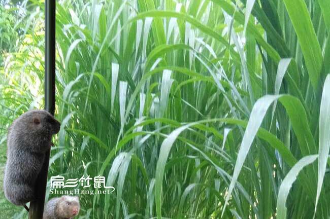 云龍竹鼠養殖場(chǎng)