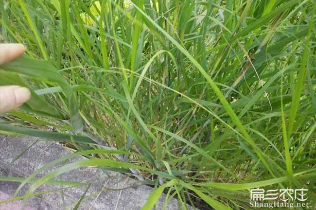 翁源竹鼠養殖