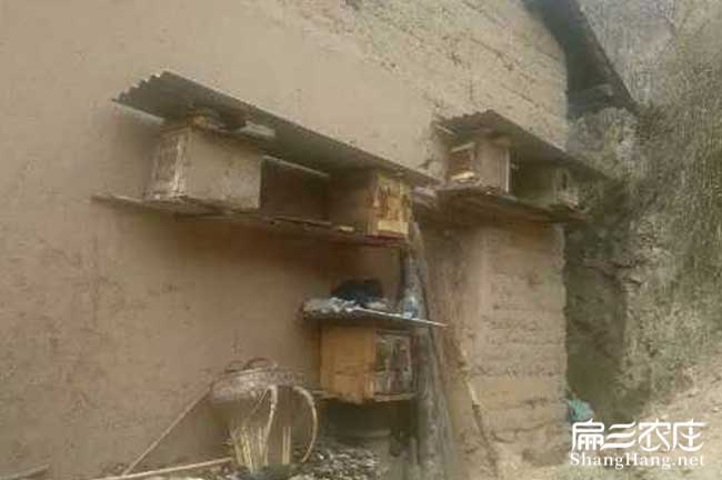 潮州蜜蜂養殖技術(shù)培訓