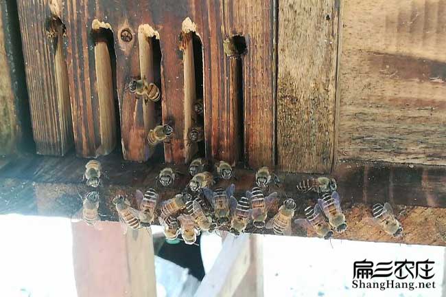 揭陽(yáng)蜂群