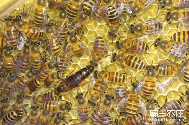 陽(yáng)江蜂群批發(fā)