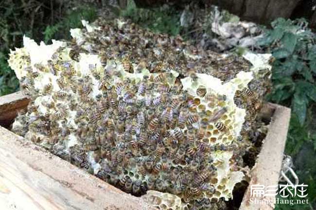 廣州蜂巢蜜廠(chǎng)家