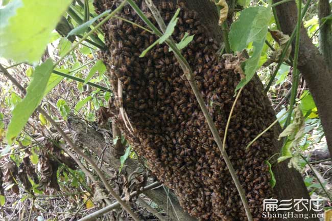 陽(yáng)江蜜蜂養殖基地