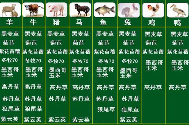 湛江竹鼠養殖牧草種植