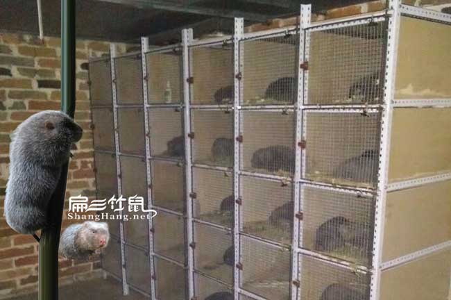 鷹潭竹鼠養殖