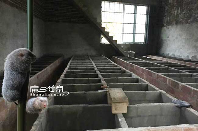 翁源竹鼠養殖