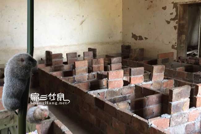 永泰縣生態(tài)竹鼠養殖