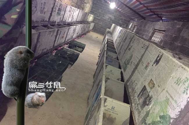 肇慶竹鼠養殖基地