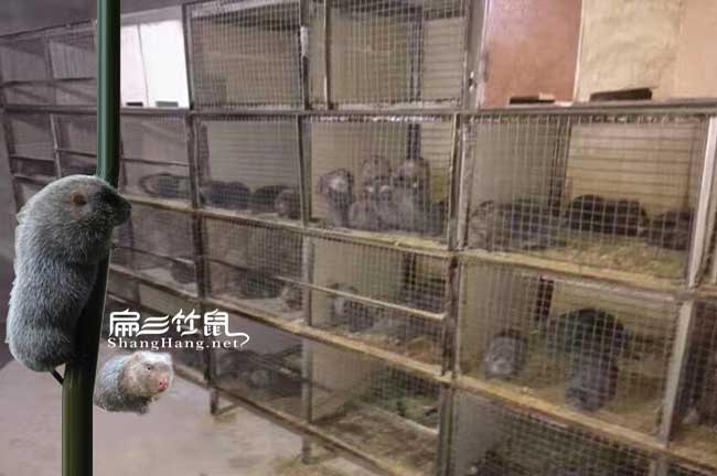 南平竹鼠養殖池