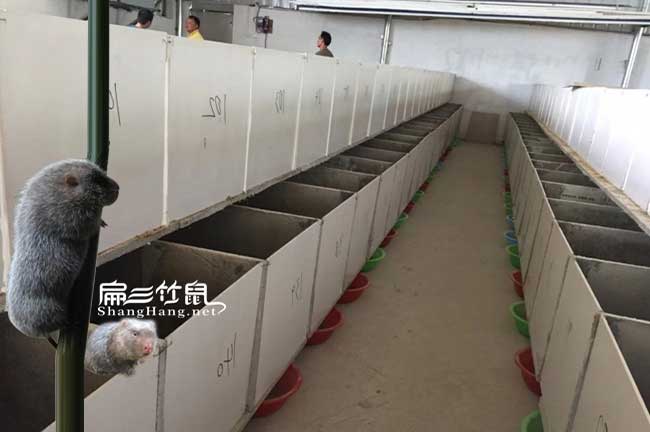 新豐竹鼠養殖