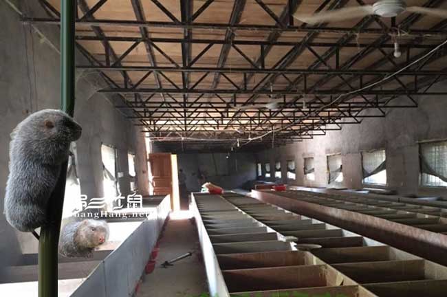 竹鼠養殖基地