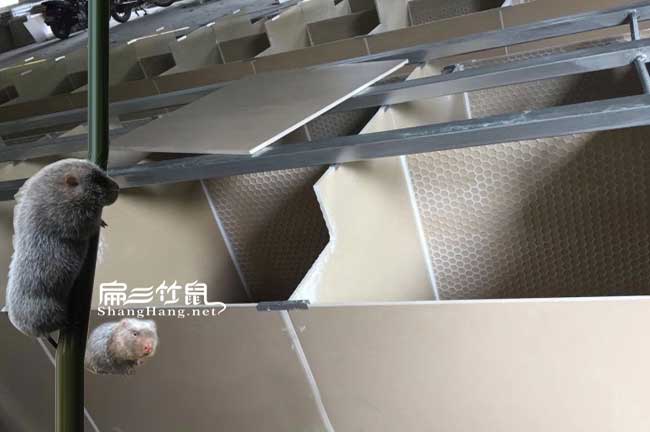 宜春竹鼠養殖
