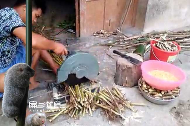 竹鼠養殖技術(shù)