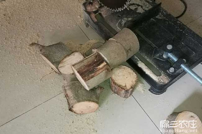 福州連江竹鼠養殖