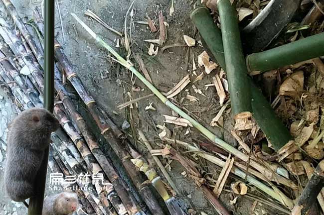 漳州竹鼠食物