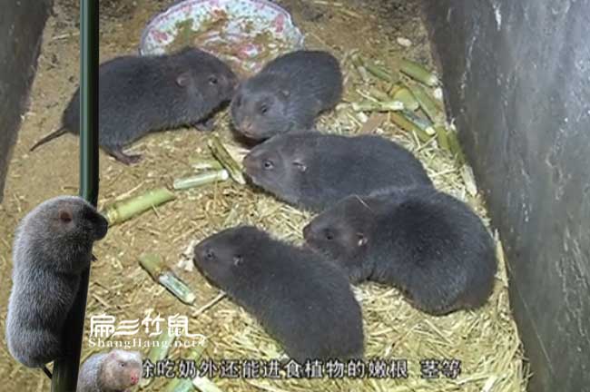 巍山竹鼠養殖技術(shù)