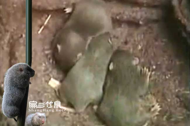 湖南竹鼠種苗批發(fā)