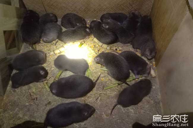 汕尾竹鼠種苗批發(fā)