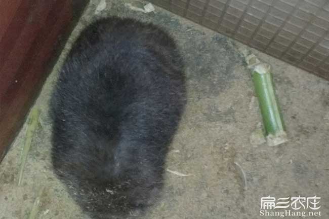 始興竹鼠養殖技術(shù)