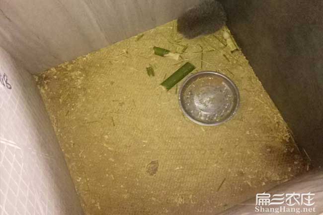 寧德竹鼠養殖場(chǎng)