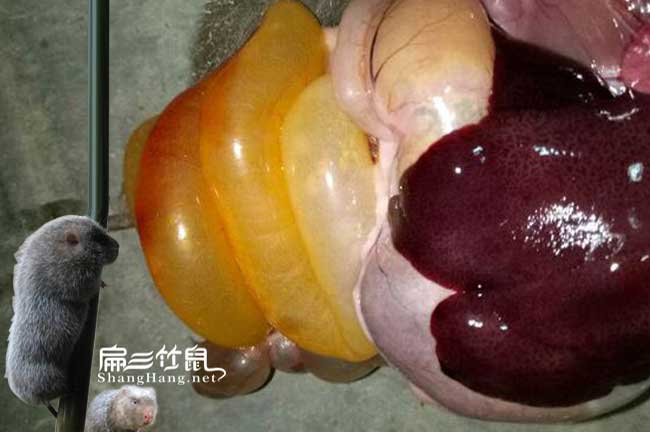 大理比利時(shí)種苗批發(fā)
