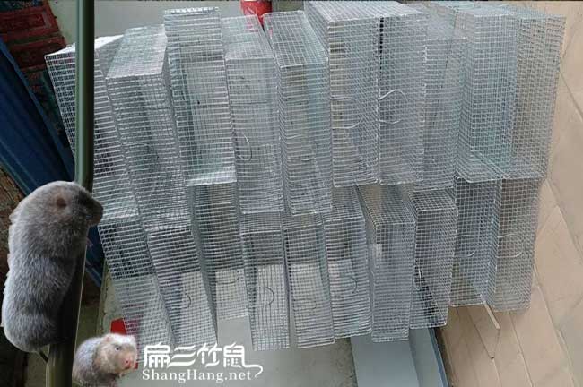 佳縣茶樹(shù)苗種植的品種