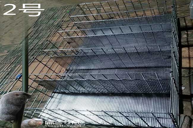 福建竹鼠籠子銷(xiāo)售