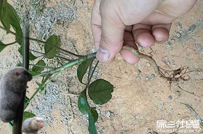 鴨腳木種苗價(jià)