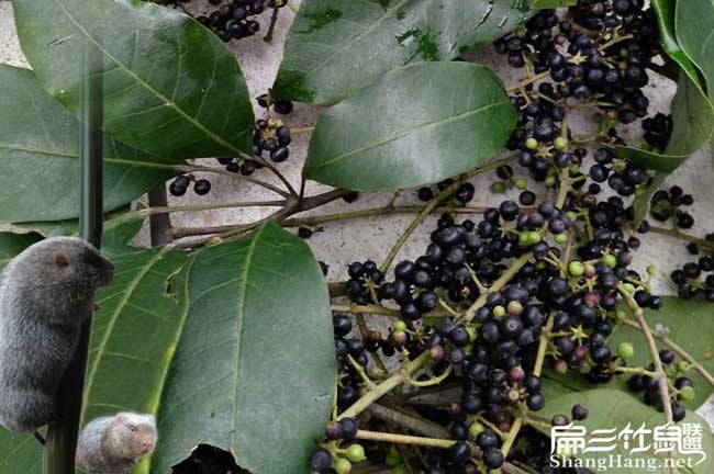 贛州鴨腳木