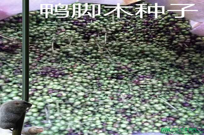 衡陽(yáng)竹鼠吃的鴨腳木